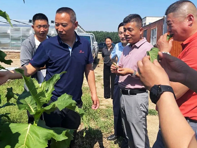 战略咨询专家王凯旋老师走进宝来利来调研